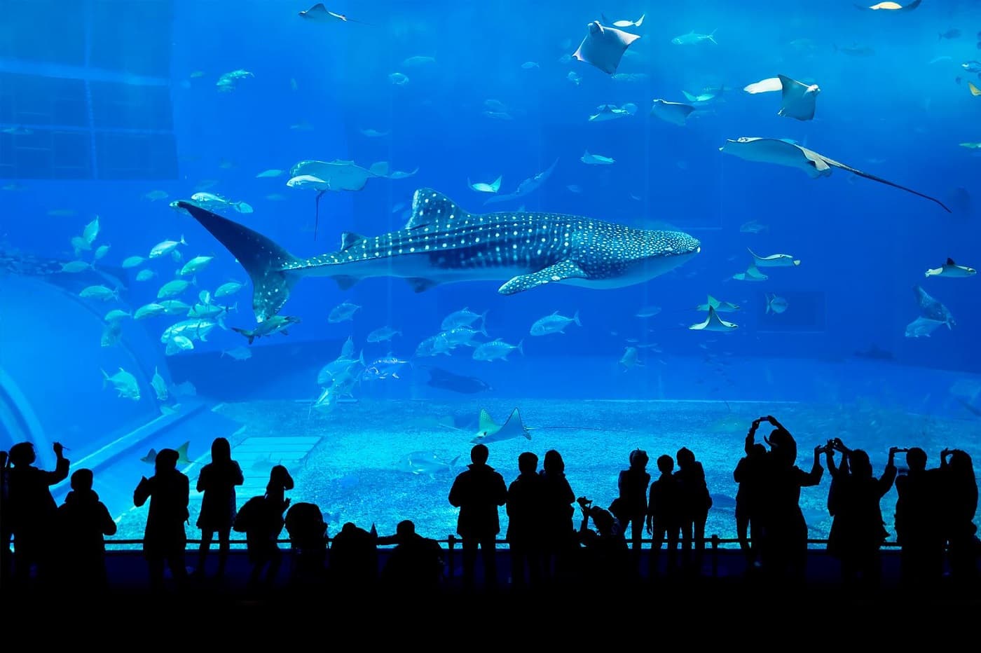 Georgia Aquarium Wheelchair and Scooter Rental